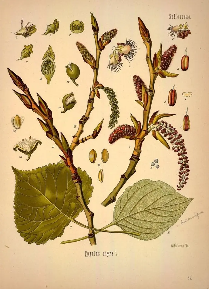 WOOD MOSS парфюм TOPOL' (30 мл)
