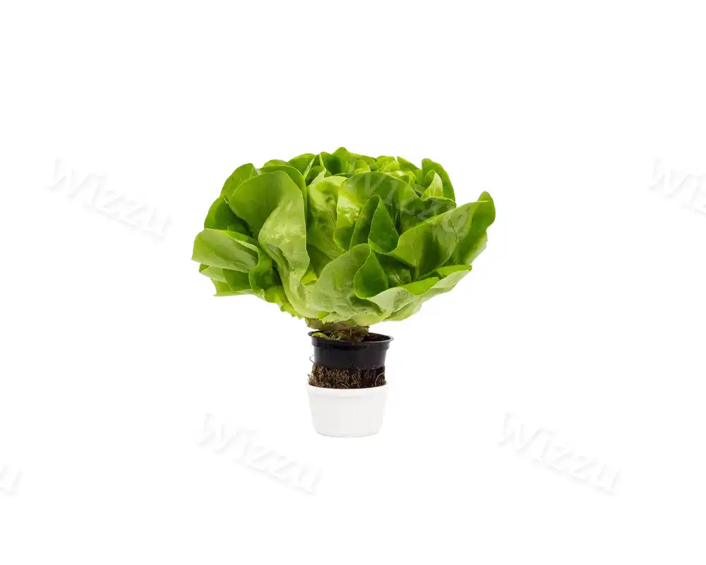 Салат "Латук маслянистый" зеленый в горшочке (м)