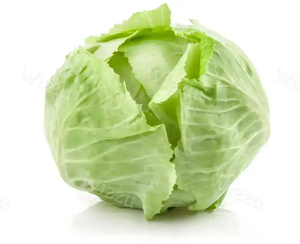 Капуста белокочанная