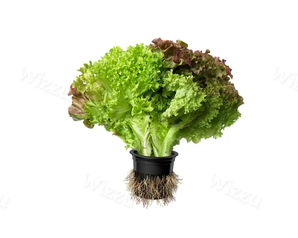 Салат "Дуэт" в горшочке 80г (м)